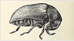 What can I do to avoid tobacco beetles?